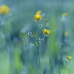  Buttercups Spring