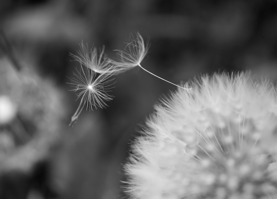 Dandelion