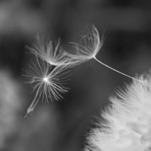  Dandelion