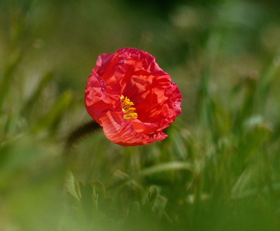  Poppy