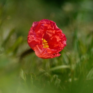  Poppy
