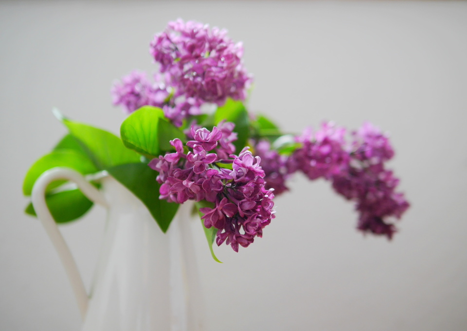  Lilac