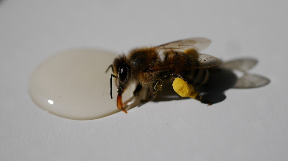  Found a little bee ...