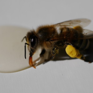  Found a little bee ...