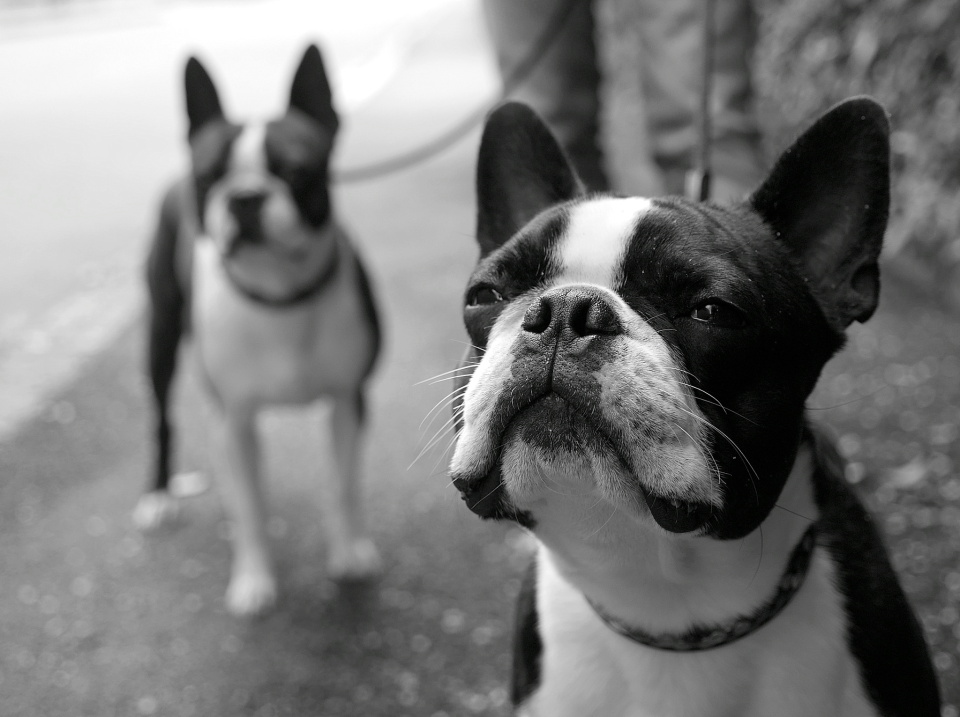 The boys