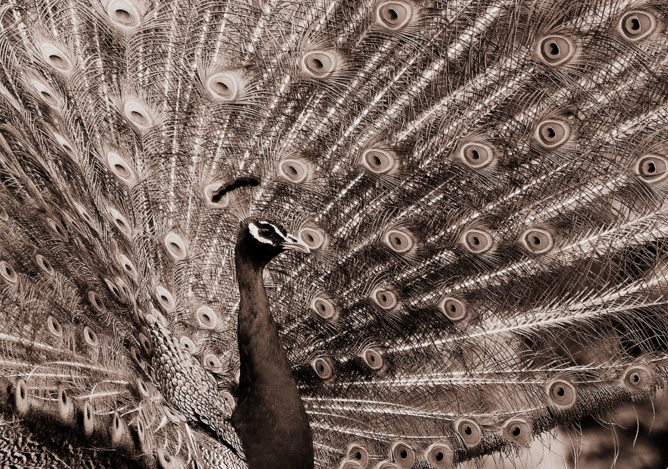  Peacock TierparkLE