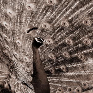 Peacock TierparkLE
