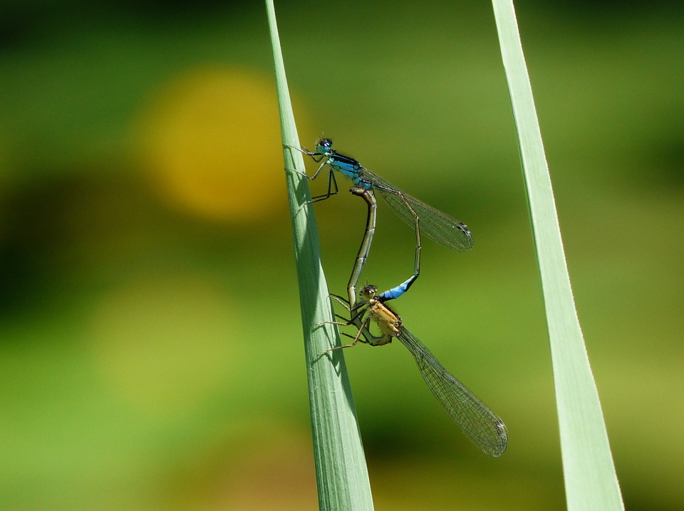 Mating time