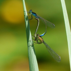 Mating time