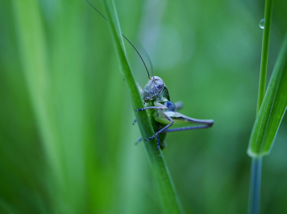  Grasshopper