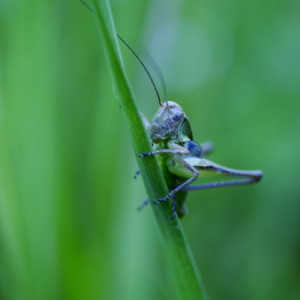  Grasshopper