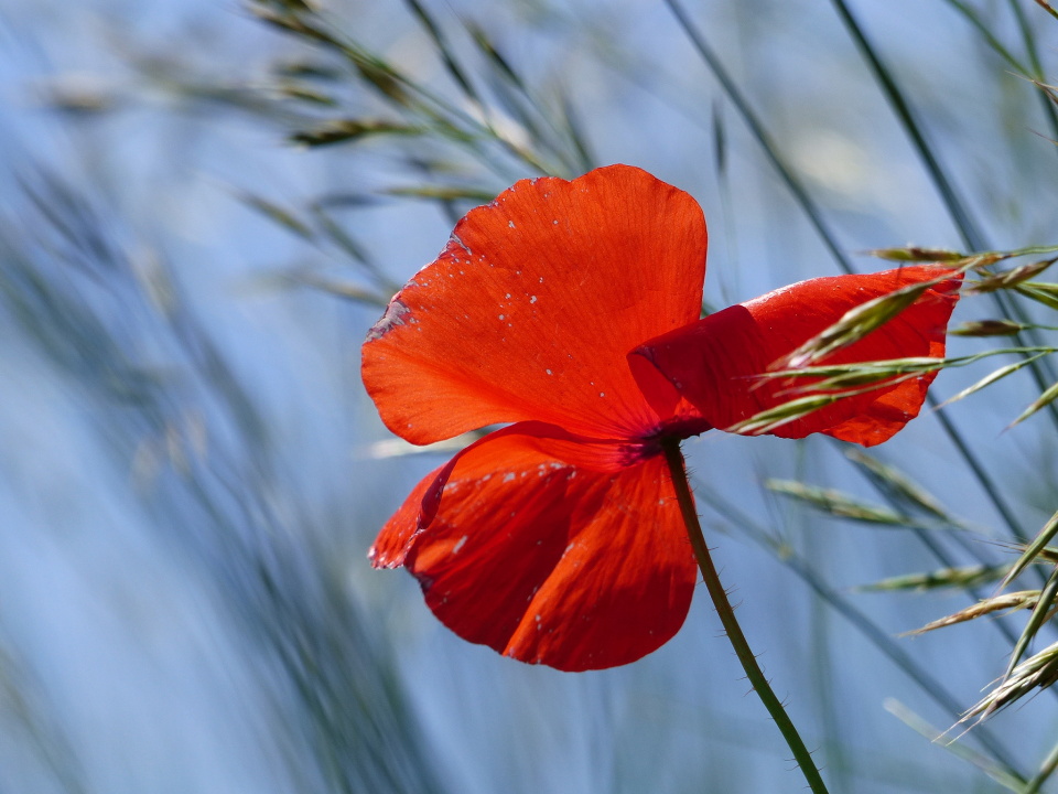  Poppy