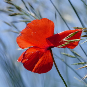  Poppy