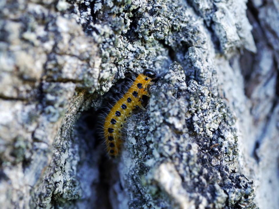  A butterfly to be?