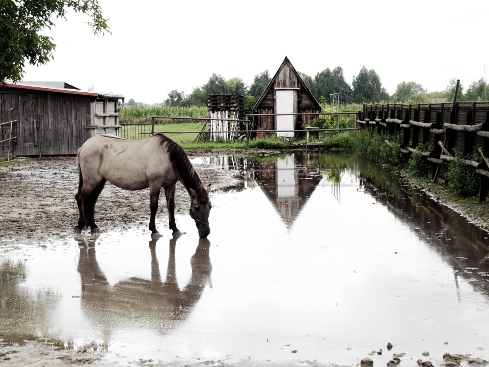 Wet summer