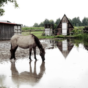 Wet summer