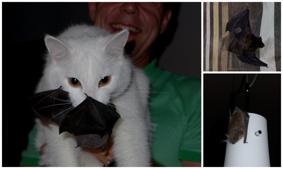 Bianco, the bat hunter