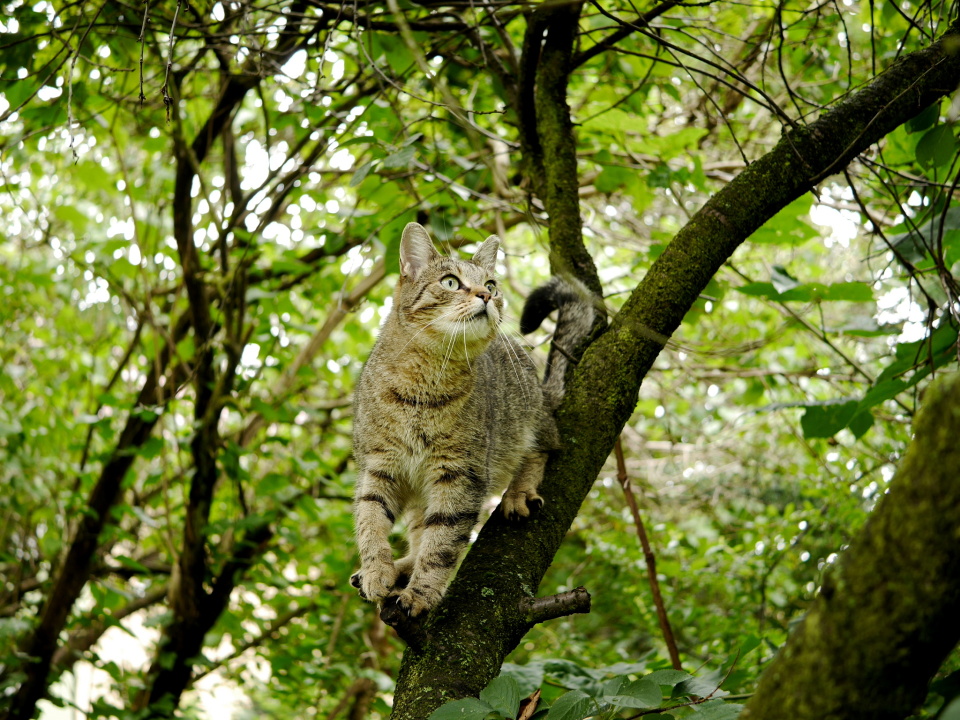 A hunter