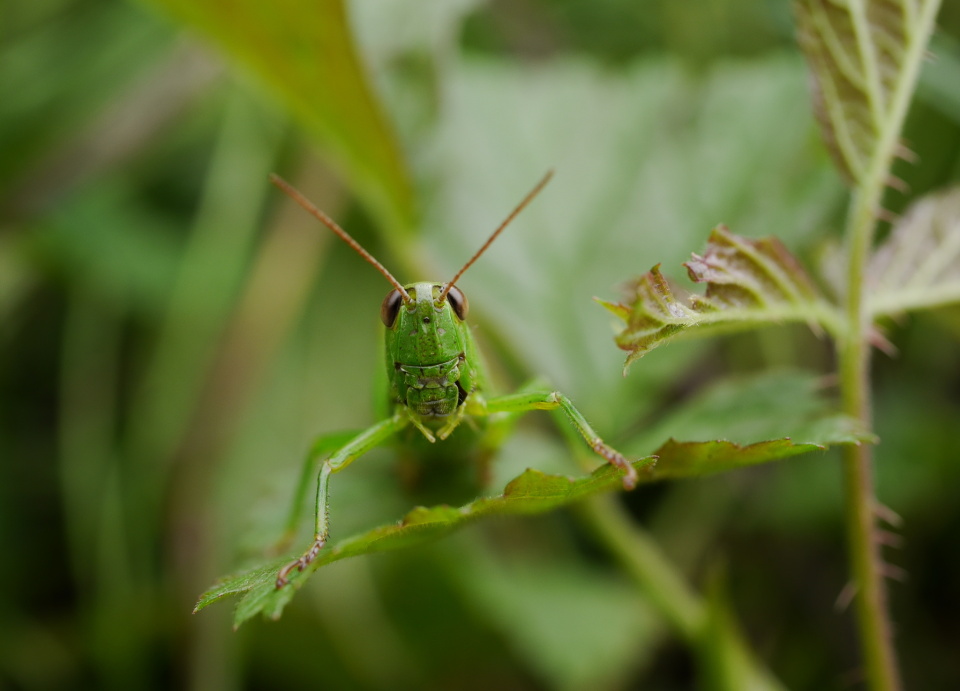 Little green fellow
