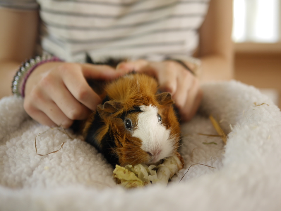  Guinea pig # 2. ...