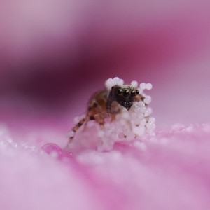  A tiny jumping spider ...