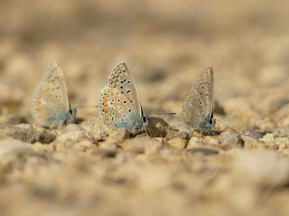  Butterflies, once again. It's ...