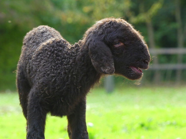 Born today