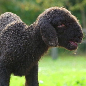 Born today