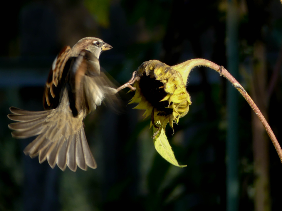  Yet another bird shot, ...