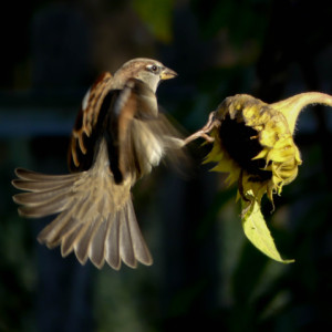  Yet another bird shot, ...