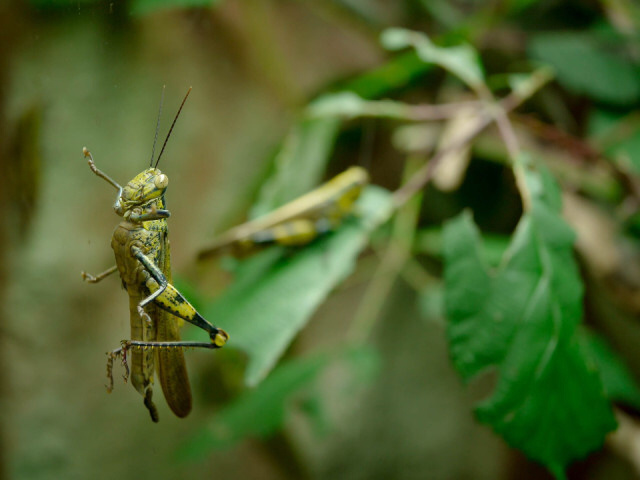 Delicious insects
