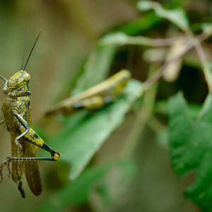 Delicious insects