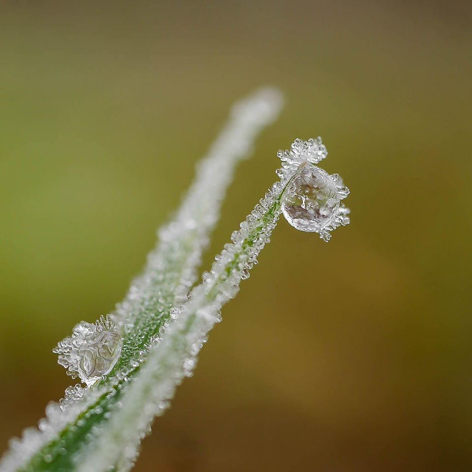 First frosty morning