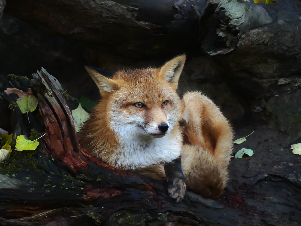 Mr or Mrs Fox