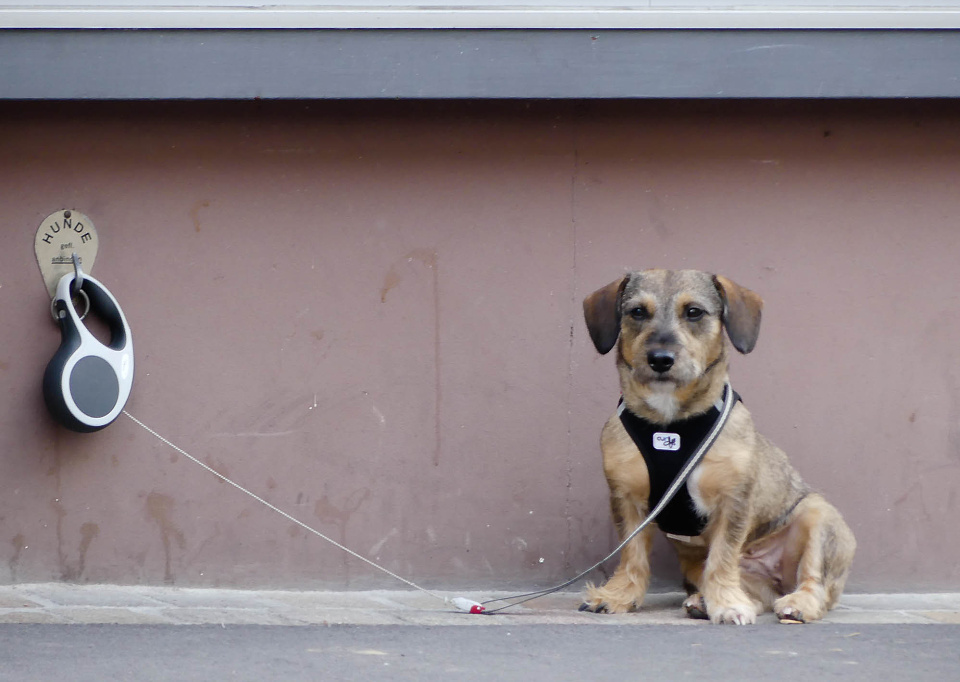  A sweet little dog ...