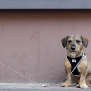  A sweet little dog ...