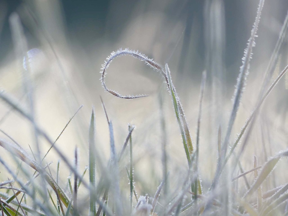 Frosty morning