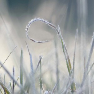 Frosty morning