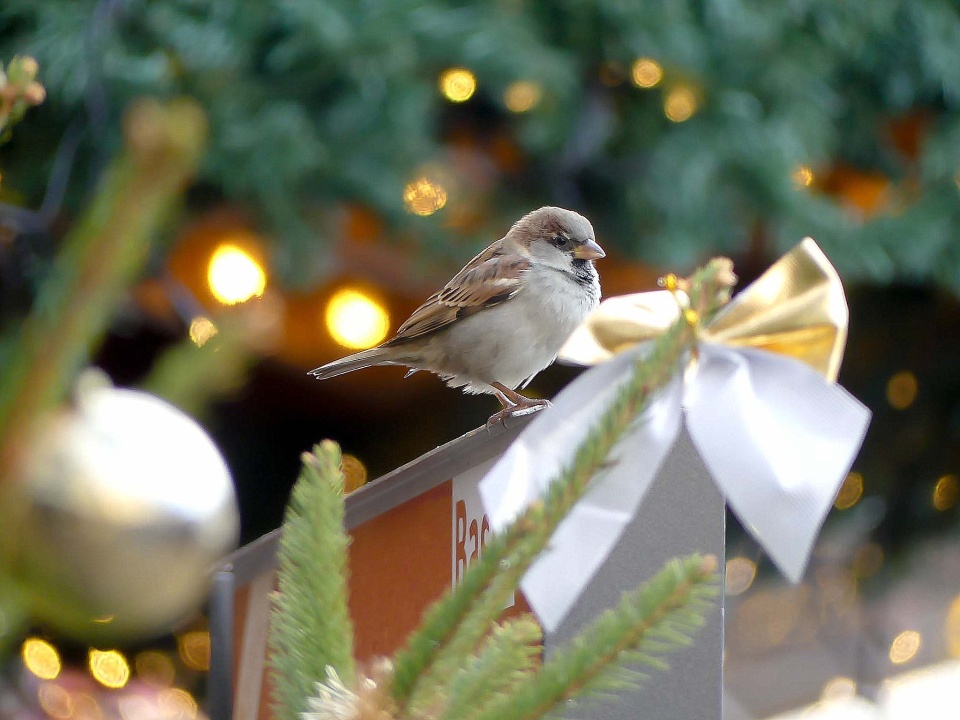At the Christmas market