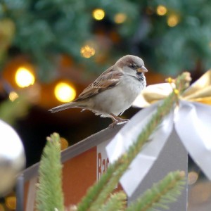 At the Christmas market