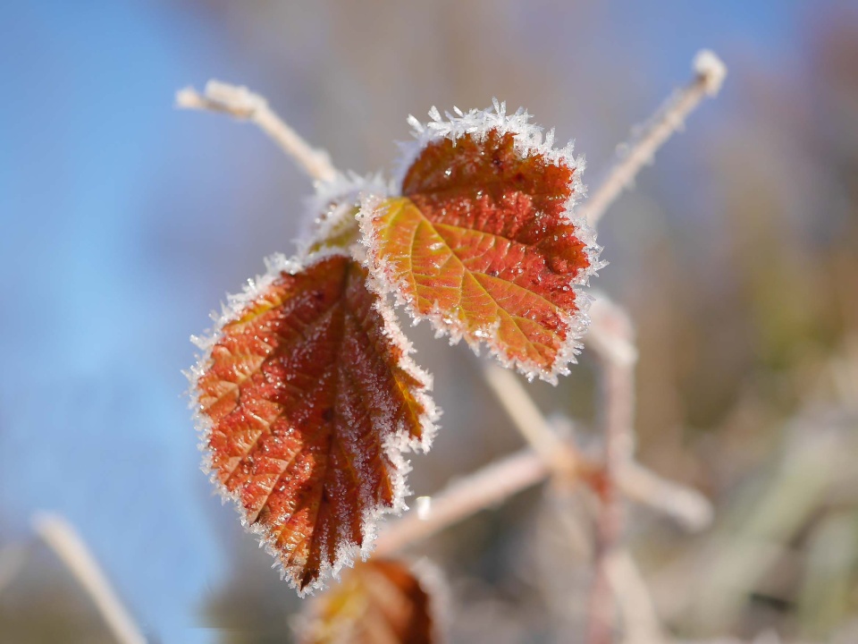 Frosty morning