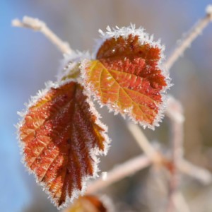 Frosty morning