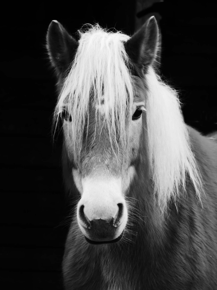  horse Black&White Mono