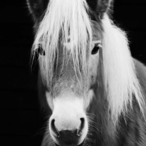 horse Black&White Mono