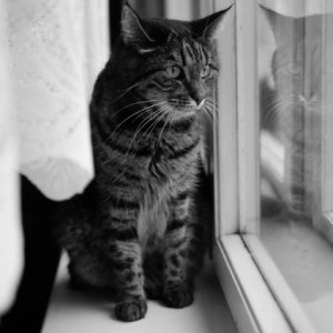  Cat