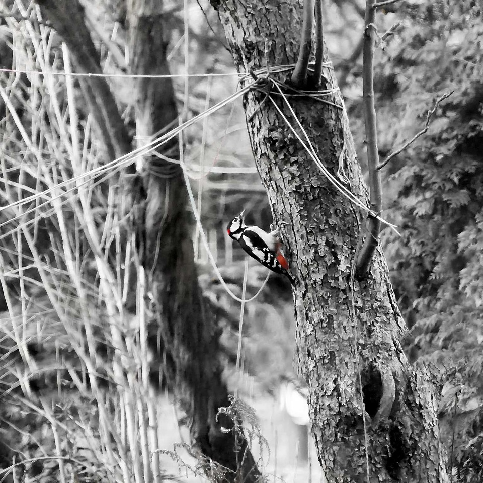  Woodpecker