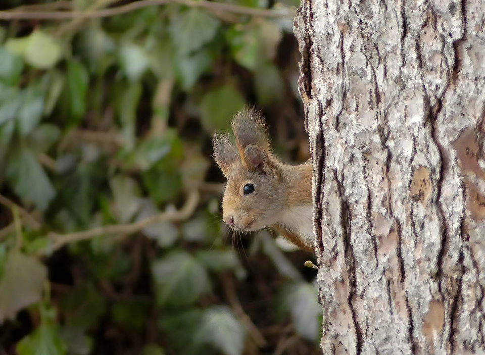  Squirrel