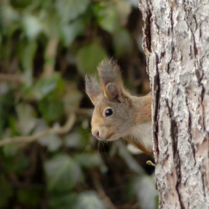  Squirrel