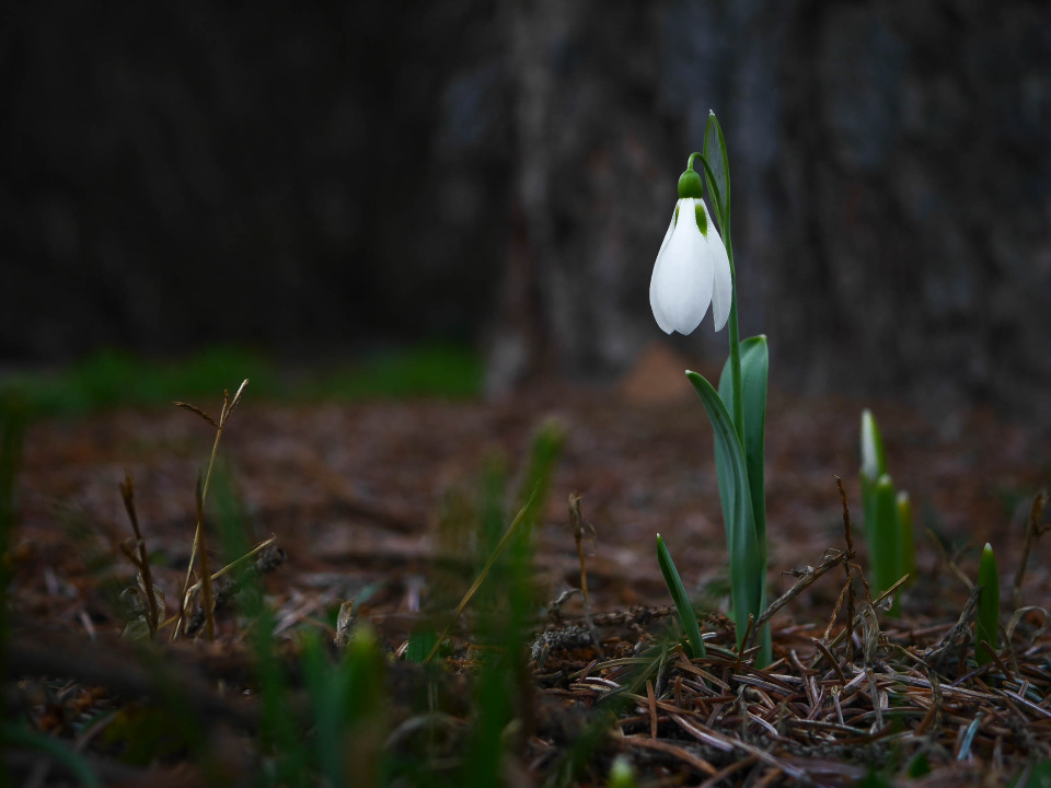 Spring in winter