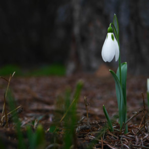 Spring in winter